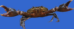 crab